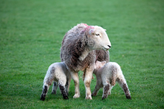 Gilsland Field Herdwick Sheep