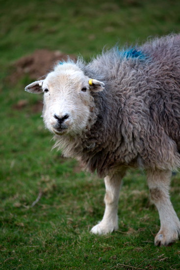 Bampton Herdwick Sheep