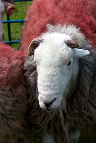 Finsthwaite Herdwick Sheep