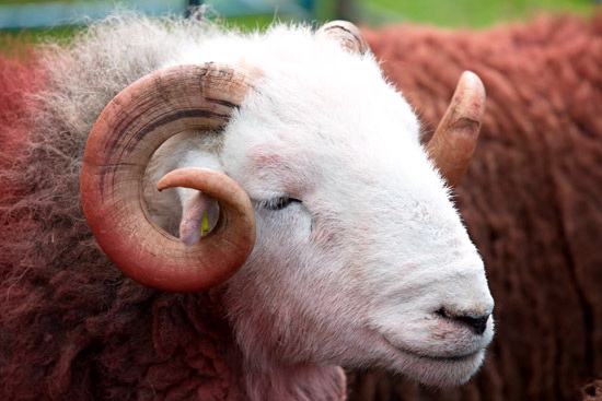 Caldbeck Valley Lakeland Sheep