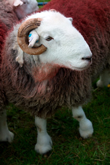 Bothel Valley Herdwick Sheep
