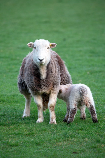 Garrigill Field Herdwick Sheep