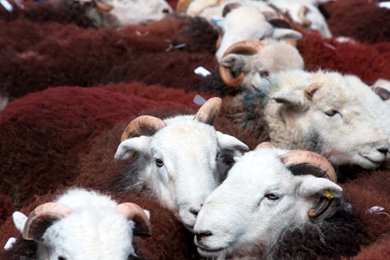 Newlands (Keswick) Valley Lakeland Sheep