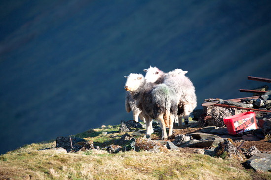 Grange Fell Field Lakeland Sheep