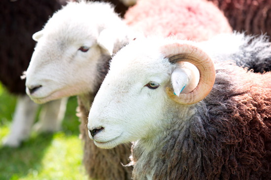 Broughton Moor Farm Lakeland Sheep