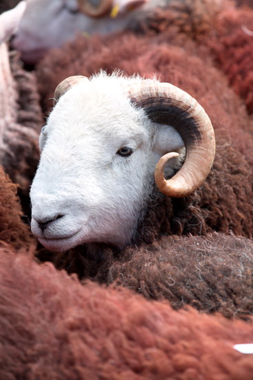 Tallentire Herdwick Sheep