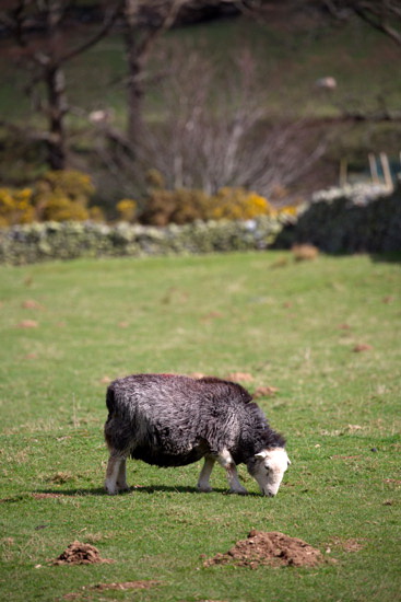 Portinscale Field Herdwick Sheep