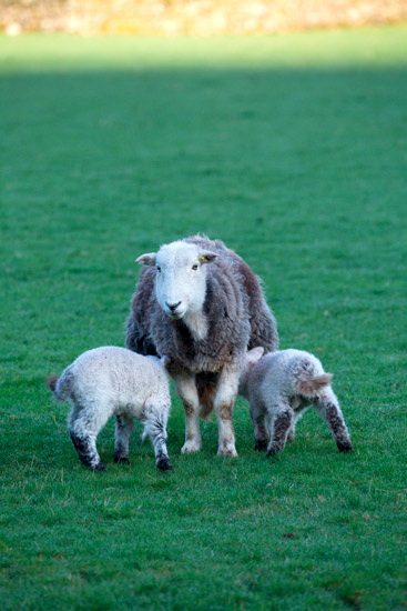 Kirkby Lonsdale Farm Herdwick Sheep