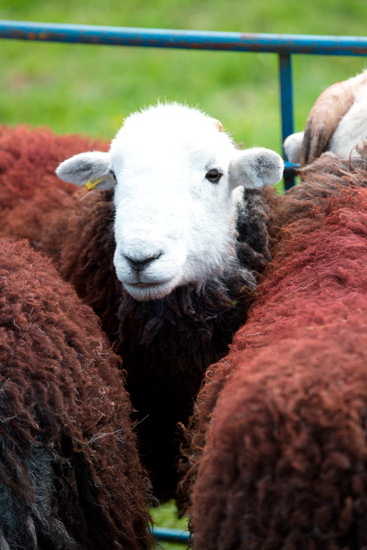 Ulverston Field Herdwick Sheep