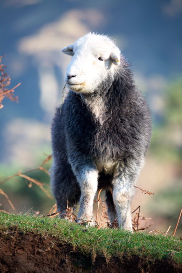 Causey Pike Field Herdwick Sheep
