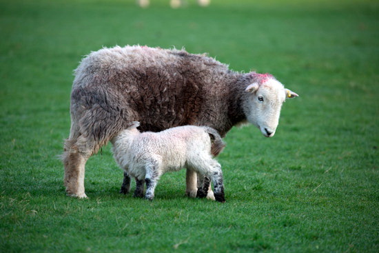 Kirkby Lonsdale Valley Lakeland Sheep