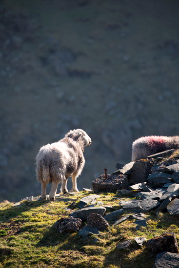 Low Pike Herdwick Sheep
