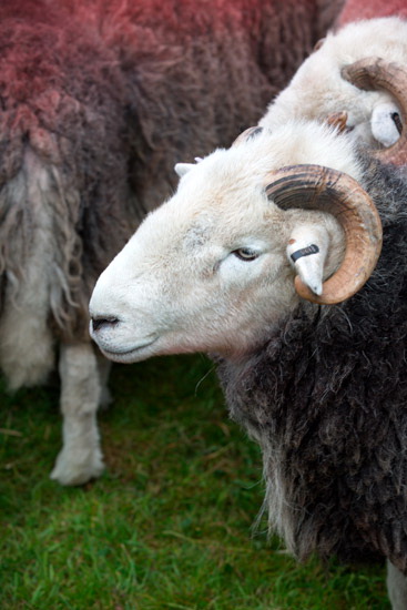 Waterhead Farm Herdwick Sheep
