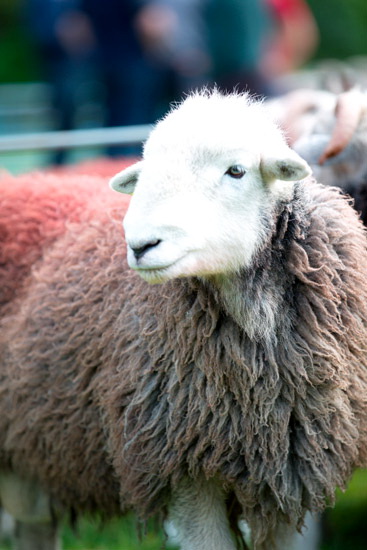 Froswick Farm Lake district Sheep