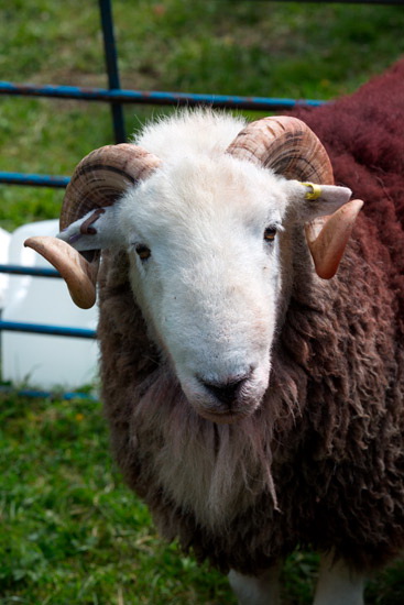Holme St. Cuthbert Valley Herdwick Sheep