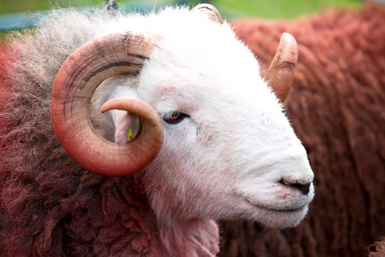 Pennington Valley Herdwick Sheep