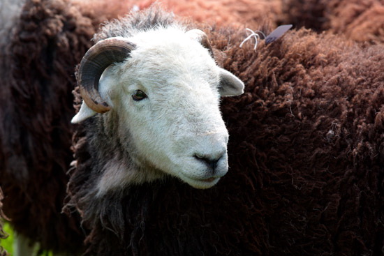 Torpenhow Valley Lakeland Sheep