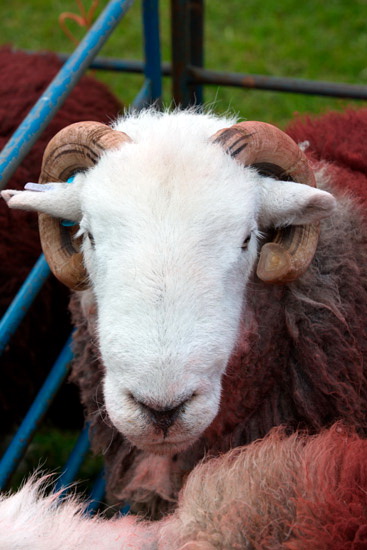 Nab Scar Valley Herdwick Sheep