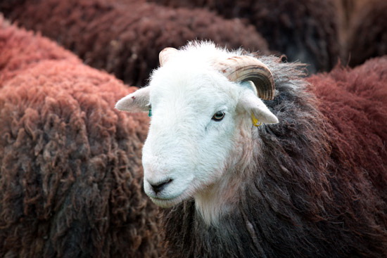 Carrock Fell Valley Lake district Sheep