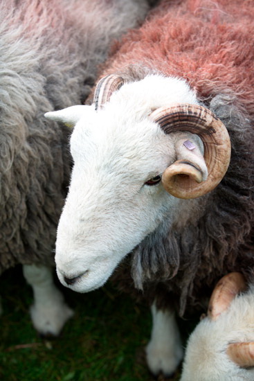 Brampton (Carlisle) Farm Lake district Sheep