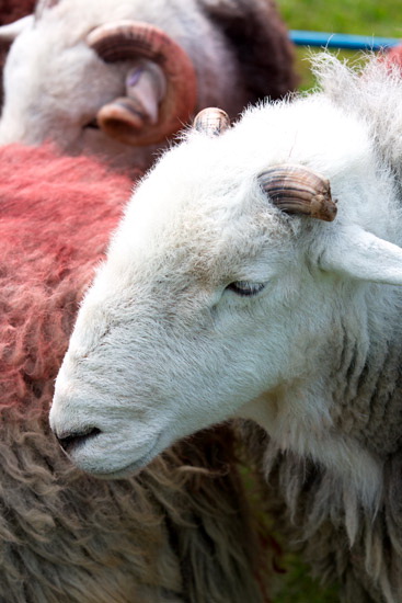 Brigsteer Valley Herdwick Sheep
