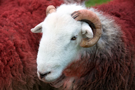 Bampton Grange Farm Lakeland Sheep