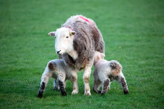 Newbiggin-on-Lune Field Lakeland Sheep