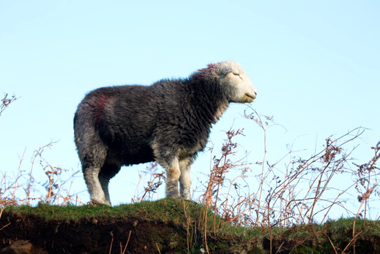 Lingmell Lake district Sheep