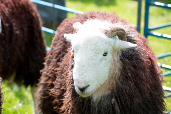 Soulby (Kirkby Stephen) Field Lake district Sheep