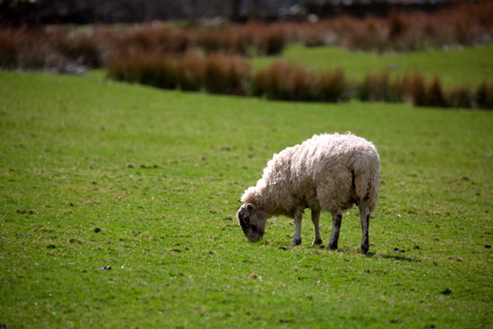 High Hesket Field Herdwick Sheep