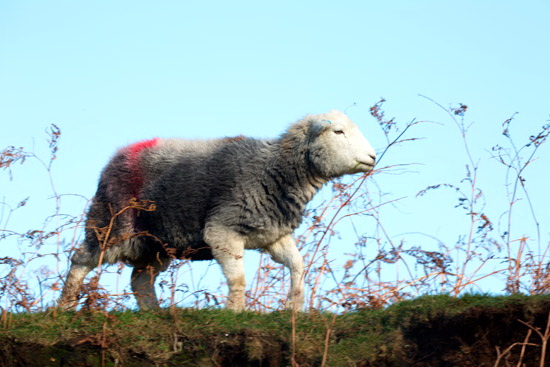 Holme Fell Farm Lakeland Sheep