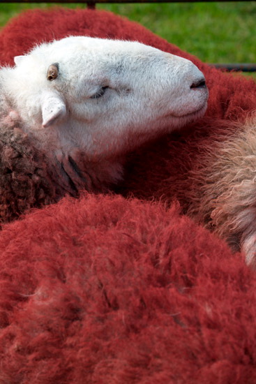 Moor Row Valley Lakeland Sheep