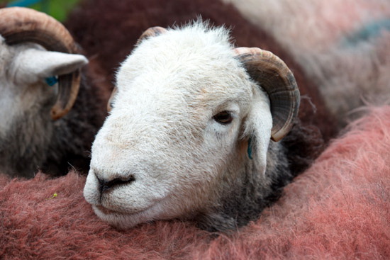 Crosby (Maryport) Farm Herdwick Sheep