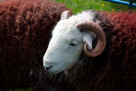 Gowbarrow Fell Field Herdwick Sheep