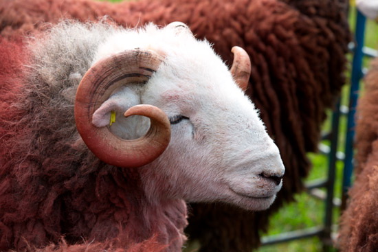 Cumwhinton Field Herdwick Sheep