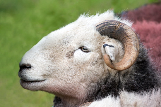 Lowick Lake district Sheep