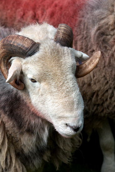 Greendale Valley Herdwick Sheep