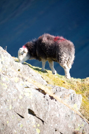 Edenhall Valley Herdwick Sheep