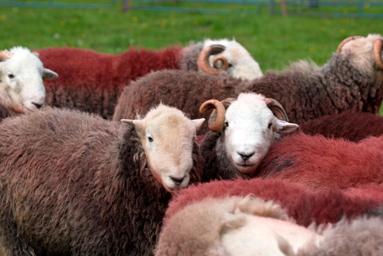 Whitbeck Field Lakeland Sheep