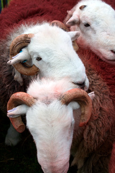 Wigton Lakeland Sheep