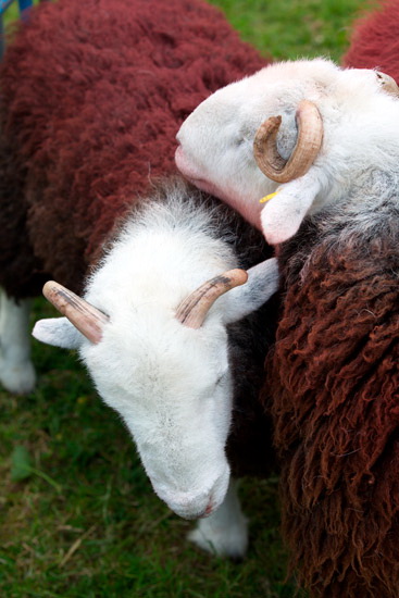 Penrith Farm Lake district Sheep