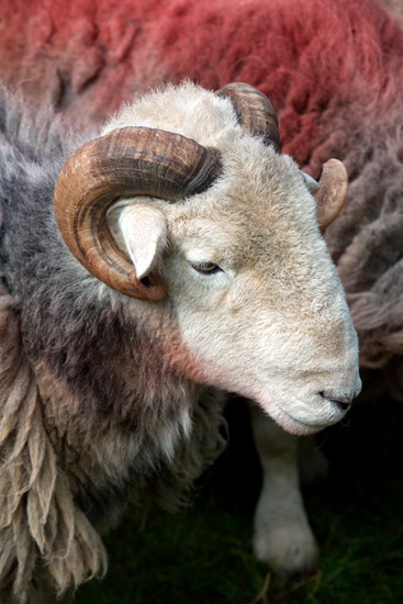 Lazonby Farm Lake district Sheep