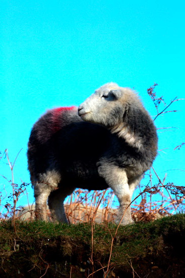 Roa Island Herdwick Sheep