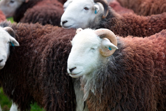 Heversham Lake district Sheep