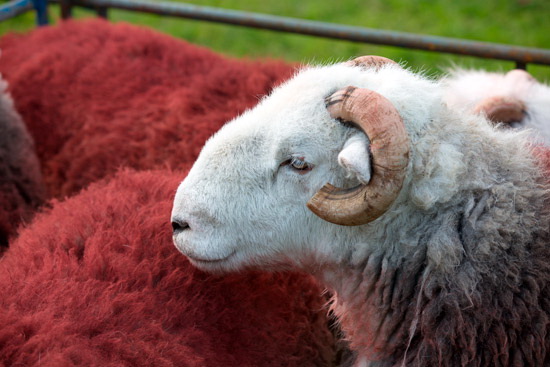 Dean Valley Herdwick Sheep