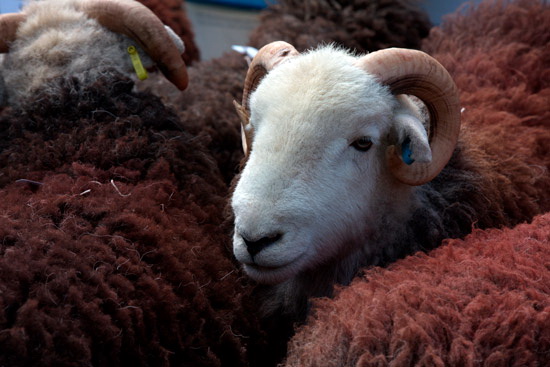 Great Salkeld Farm Herdwick Sheep