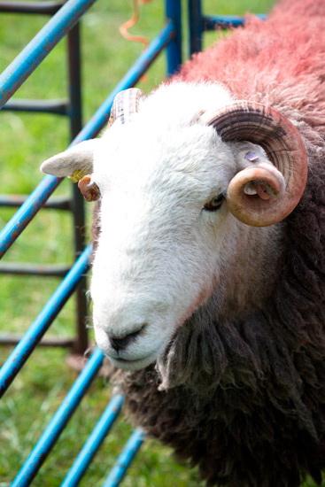 Barrow Field Lakeland Sheep