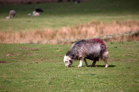 High Hartsop Dodd Field Lakeland Sheep