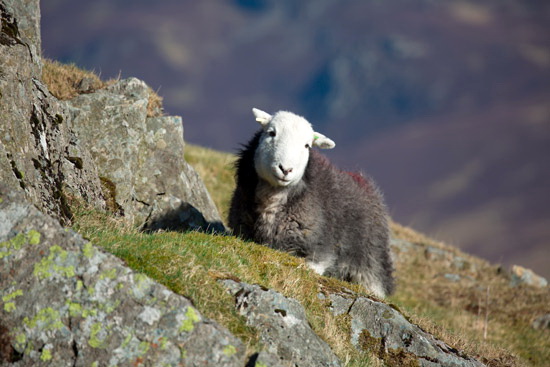 Askam in Furness Valley Lakeland Sheep
