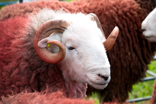 Wetheral Valley Herdwick Sheep